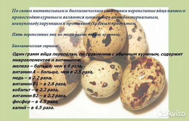 Яйца перепелиные домашние объявление продам