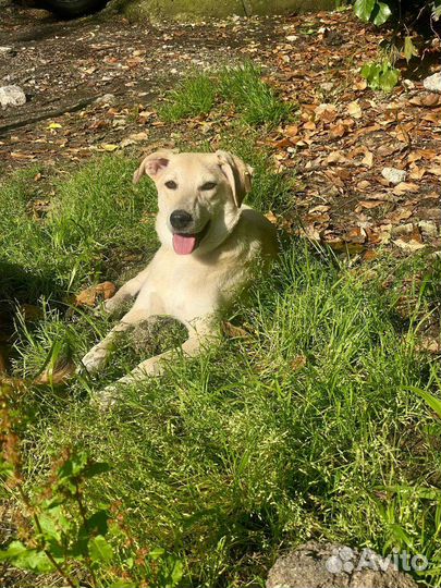 Собака в добрые руки