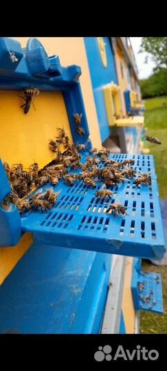 Мёд Акация 2023 год