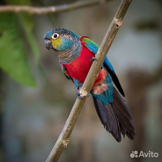 Попугаи пиррура ручные