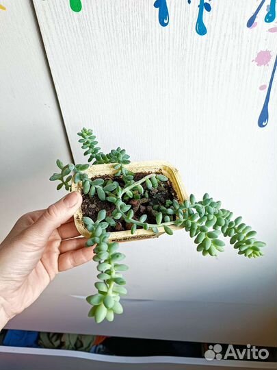 Седум Буррито