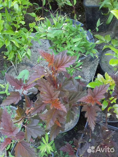 Декоративные кустарники