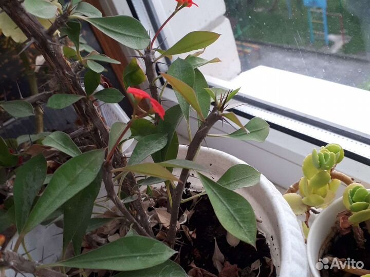 Цветы комнатные растения