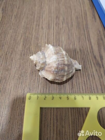 Раковина моллюска Rapana Bezoar