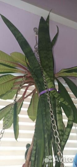 Растение Сансевиерия