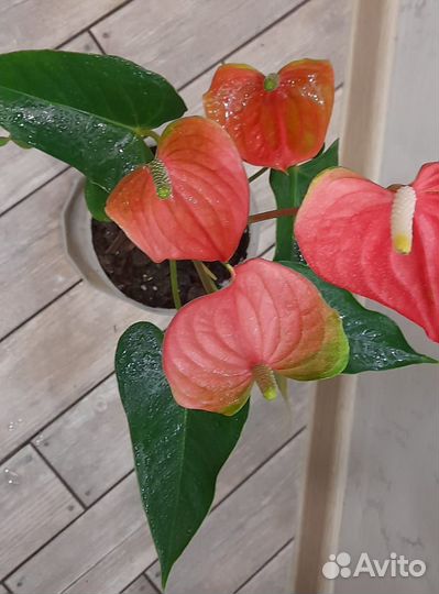 Антуриум Пинк февер