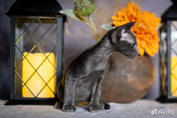 Ориентальные котята