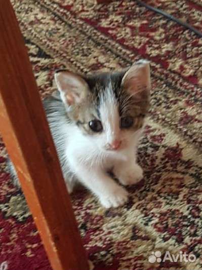 Котятки в добрые руки