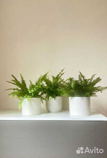 Папоротник комнатный