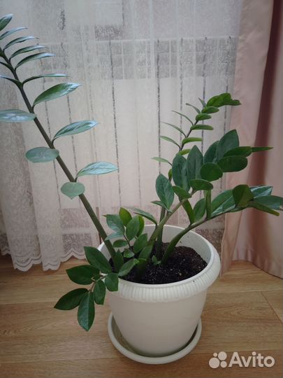 Замиокулькас