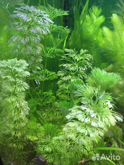 Аквариумные растения, хелены