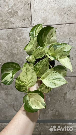 Сциндапсус экзотика марбл квин хеппи лиф