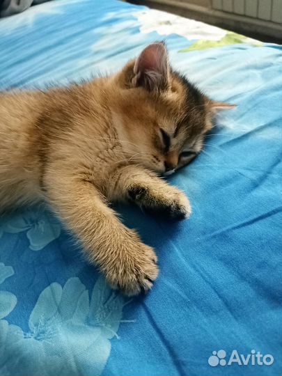 Золотая шиншилла (NY11, NY25)