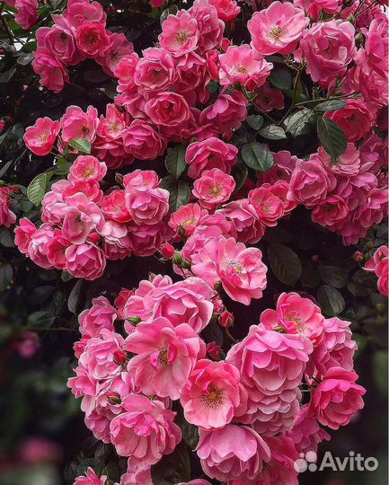 Саженцы роз самых лучших сортов