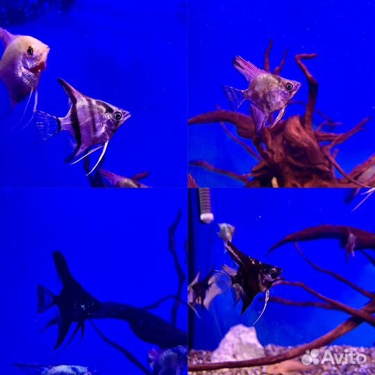 Аквариумные рыбки