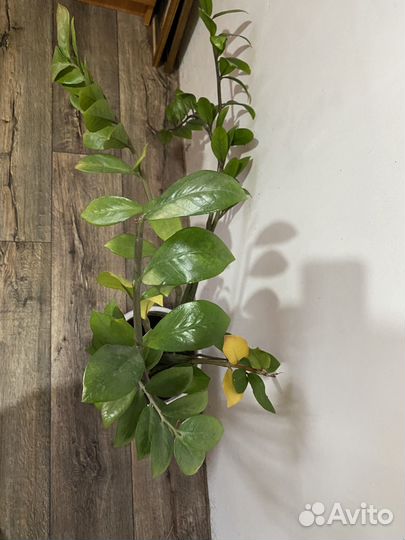 Замиокулькас