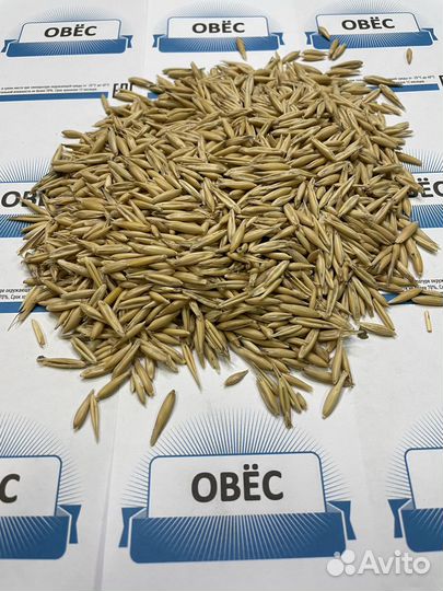 Овёс фуражный