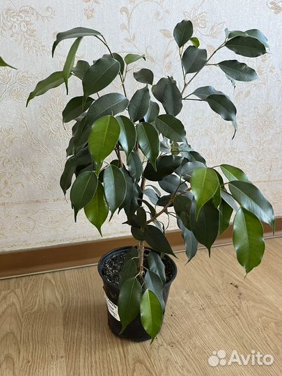 Фикус бенджамина