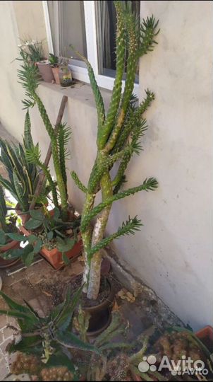 Большой кактус