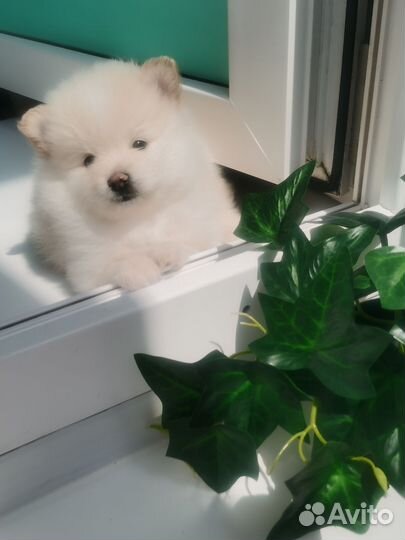 Щенки померанского шпица медвежьего типа