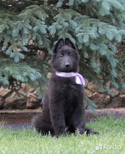 Продаются щенки Бельгийской овчарки (Грюнендаля)
