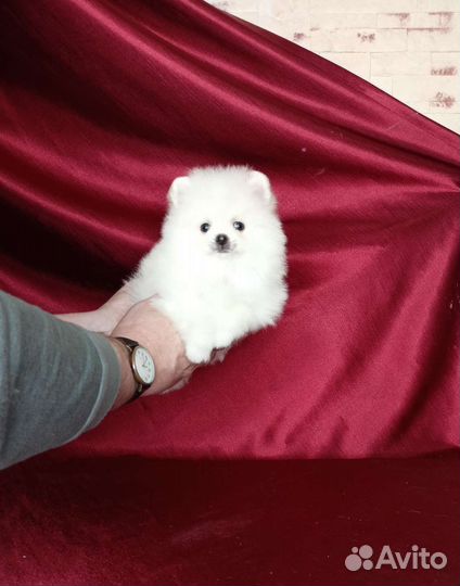 Мини мальчики. С документами