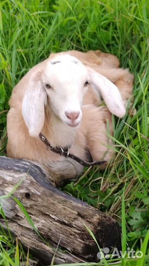 Коза дойная