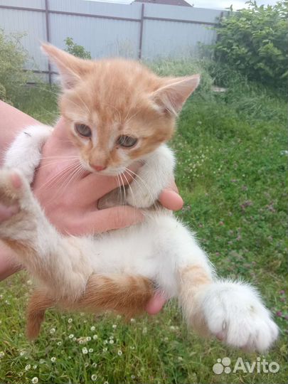 Кошка в дар бесплатно