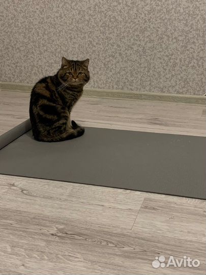 Шотландский кот на вязку