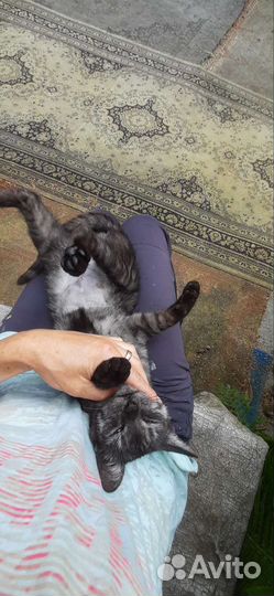 Красива кошечка