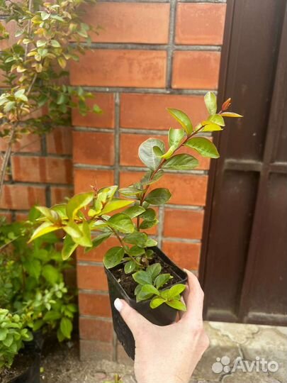 Лагерстремия