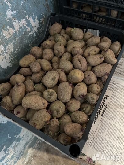 Семенной картофель