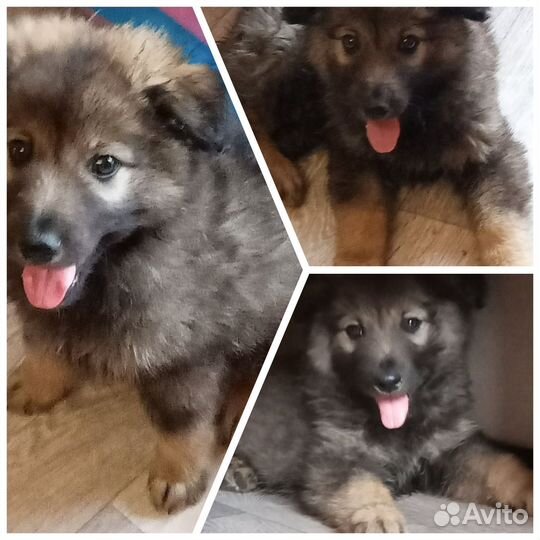 Мальчик помесь кавказца