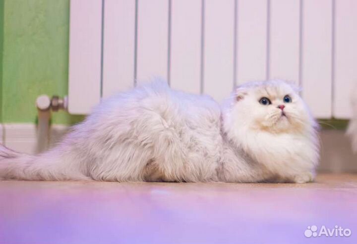 Шикарный, нарядный парень