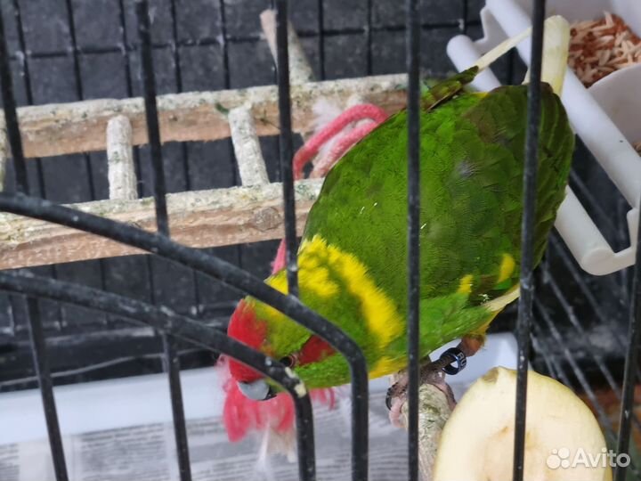 Попугай корелла и какарики