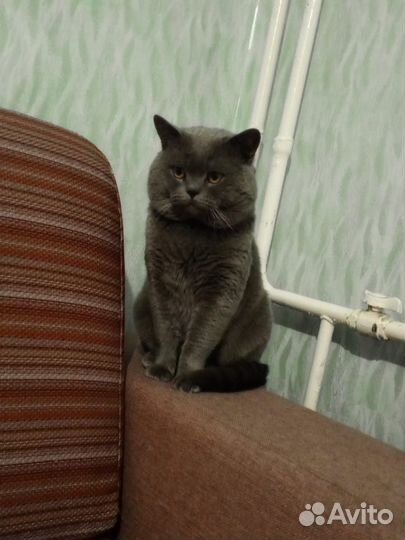 Британская