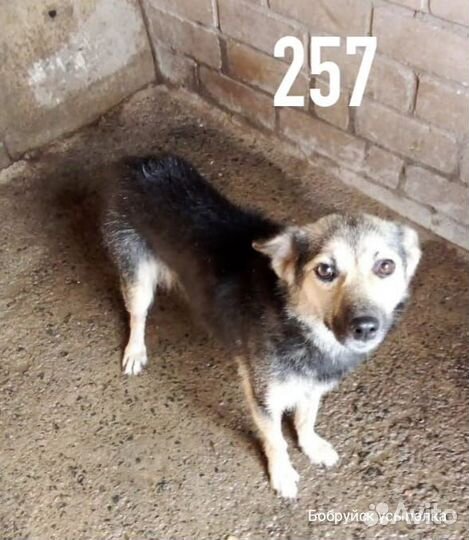 Маленькая собачка в усыпалке