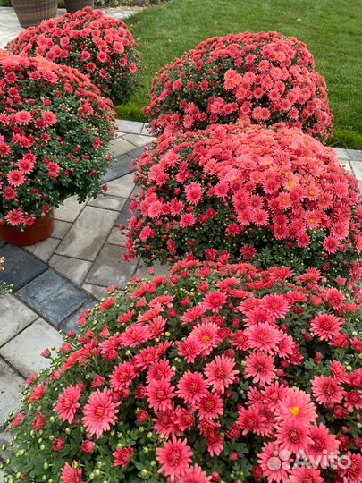 Королева осени - хризантема мультифлора