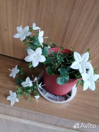 Кампанула невеста