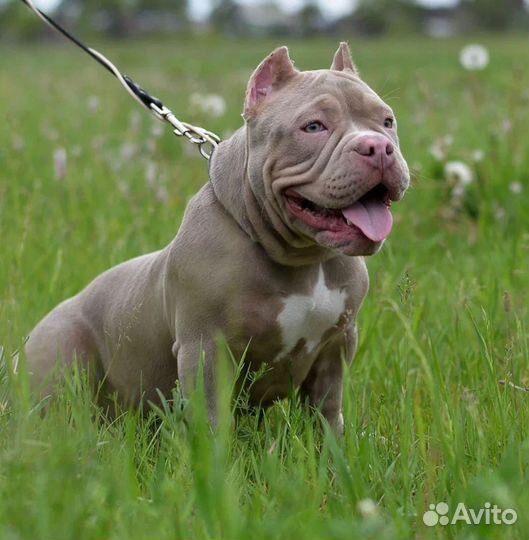 Американский булли