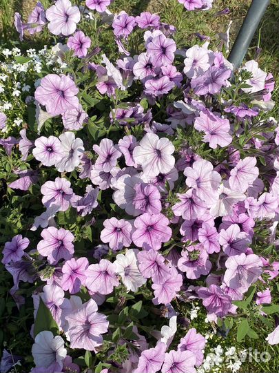 Семена петунии Opera supreme уп.5 шт опера