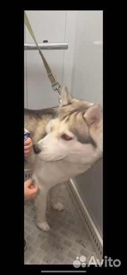 Хаски в добрые руки