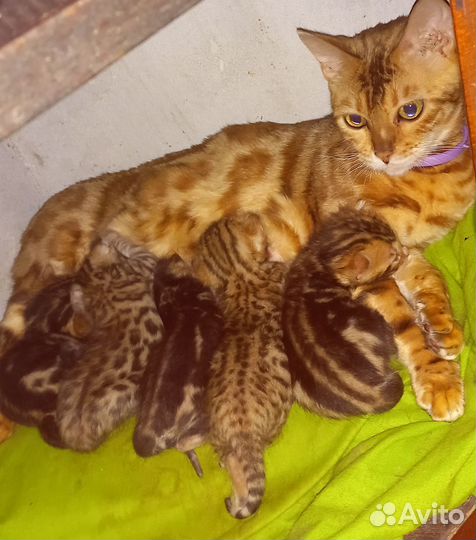 Бенгальские котята