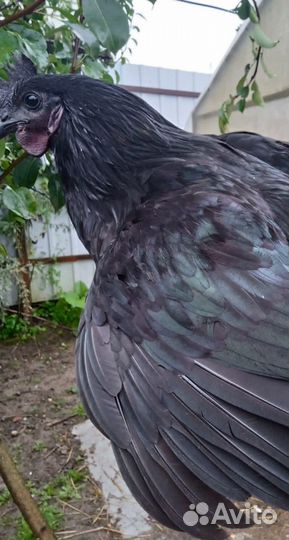 Петушки Лакендази, Айям Цемани, Америкуаны черыне