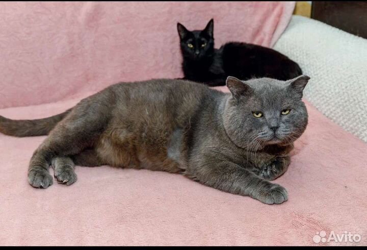 Шотландец,огромный,около 10 кг