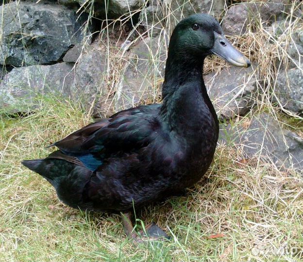 Яйцо инкубационное,Американской Каюги