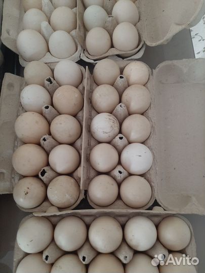 Яйцо индоутки