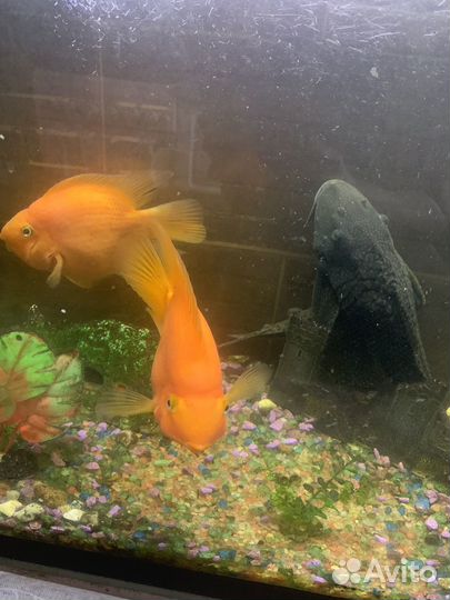 Аквариумные рыбки попугаи сомы