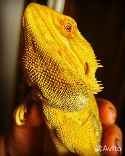 Бородатая агама малыши желтые