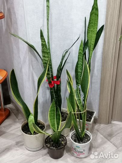 Сансевиерия. Кактус опунция